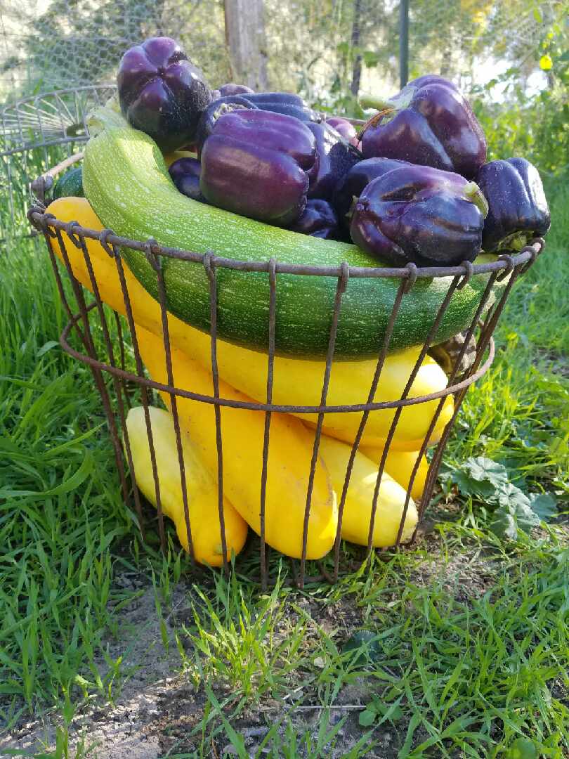 basket of vegetables